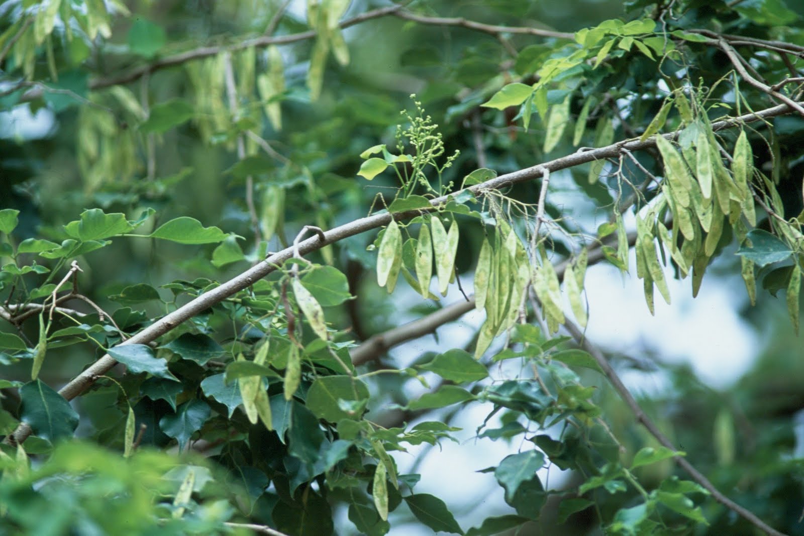 Dalbergia sissoo, Sisvi Flowering Plants and Pictures