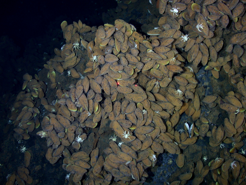 Vent Mussels like Bathymodiolus thermophilus can reach 20 cm across and