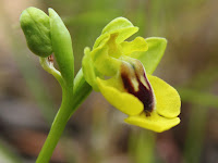 Ophrys lutea    Abejas amarillas 
