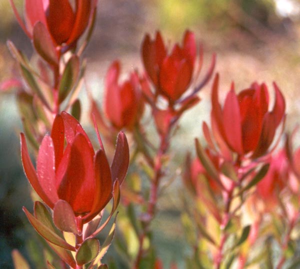 flowers for flower lovers safari sunset flowers flowers for flower lovers safari sunset flowers
