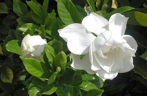 Gardenia: The Cape Jasmine | Garden Park