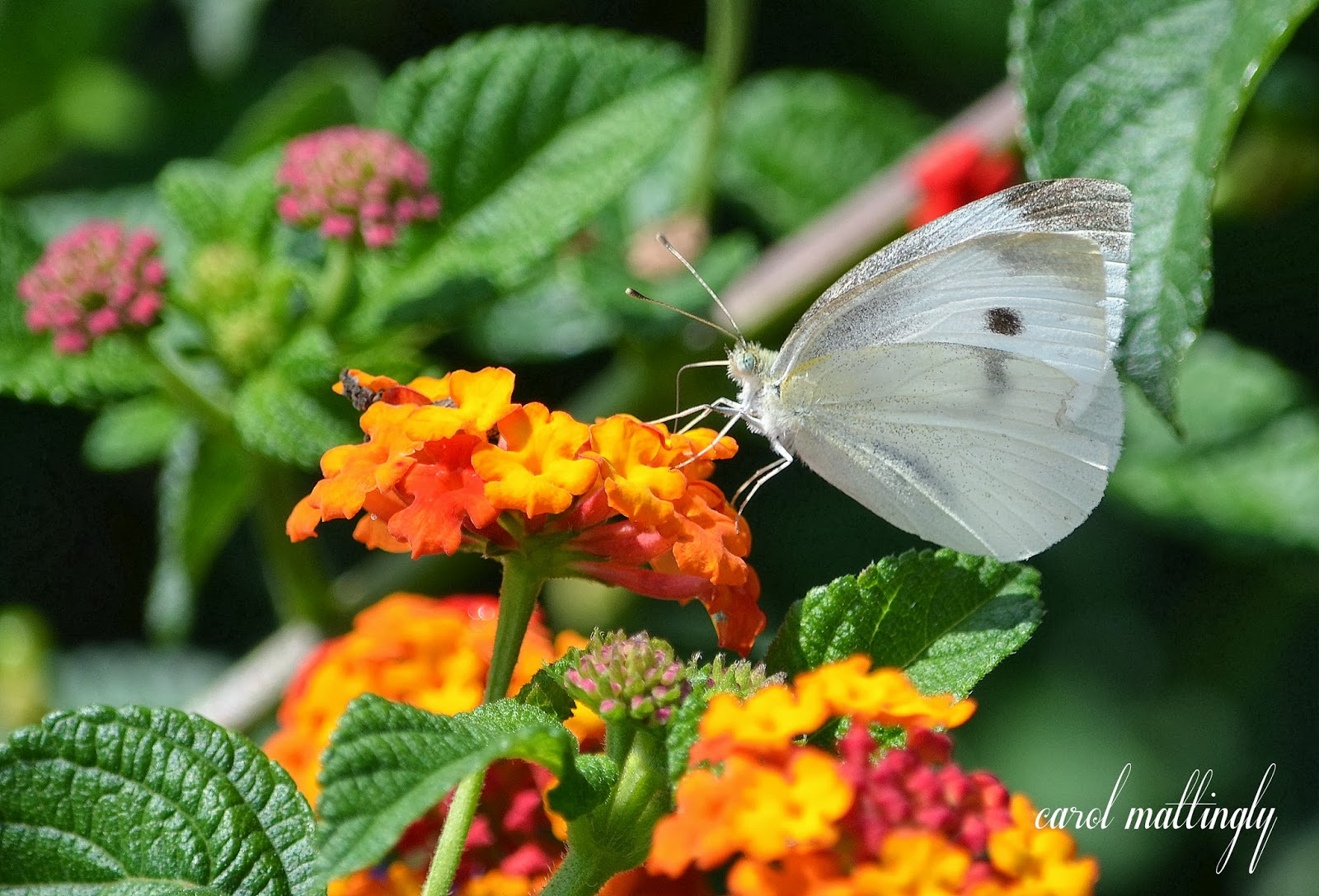 Carol Mattingly Photography Cabbage White Sulphur Butterfly