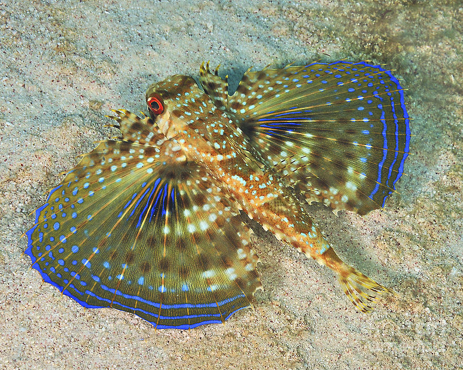 The Dive Shack Tides Creature Feature Flying Gurnard (Dactyloptena