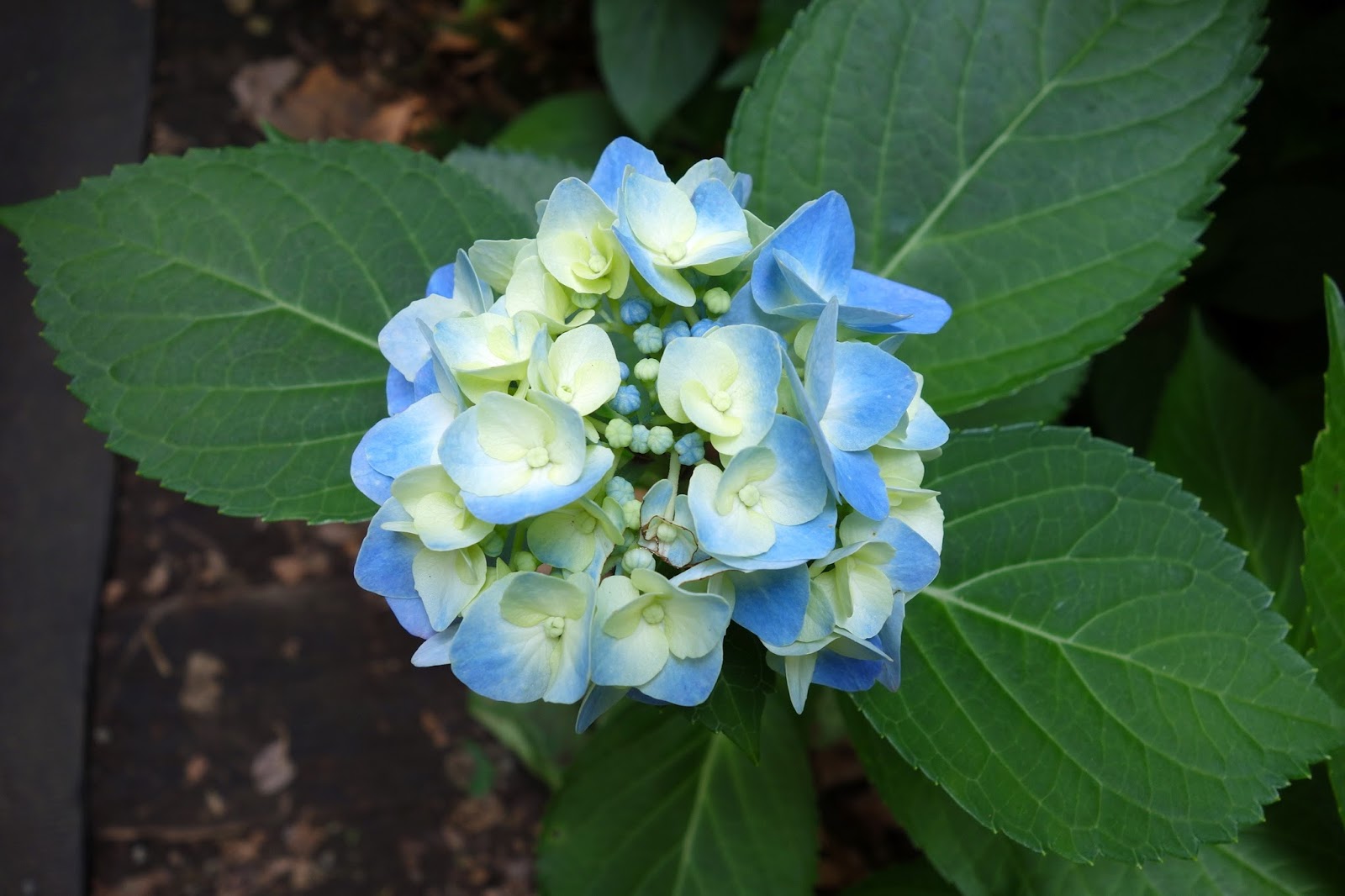 Reed S Garden Ramblings What S The Right Hydrangea For Your New