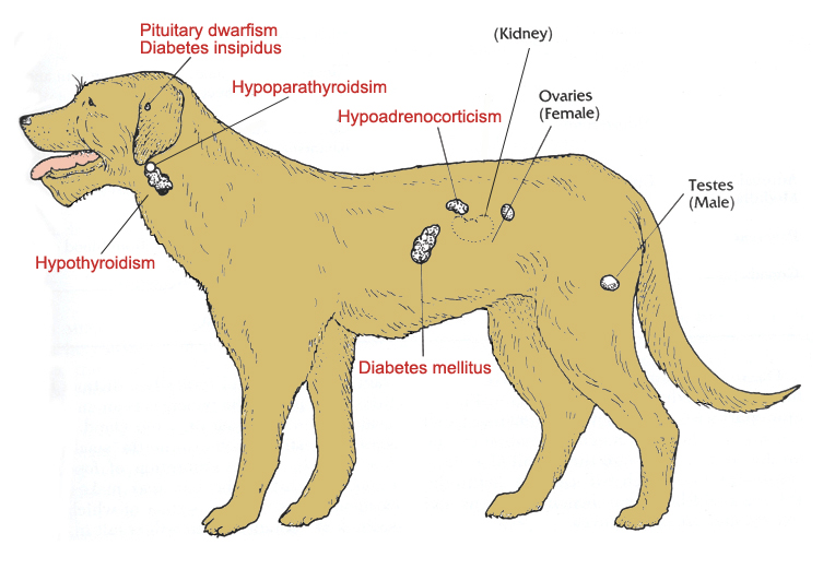 sex glands