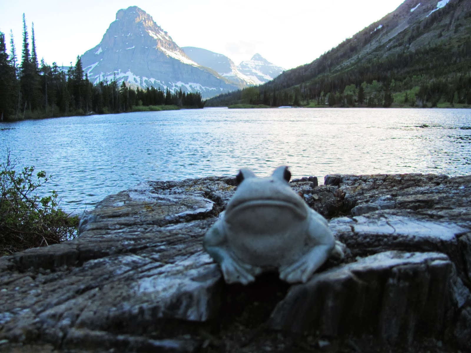 Frog in the Evening Frog sits on a stump on the shore of Pray Lake in the evening at Two Medicine at Glacier National Park in Montana