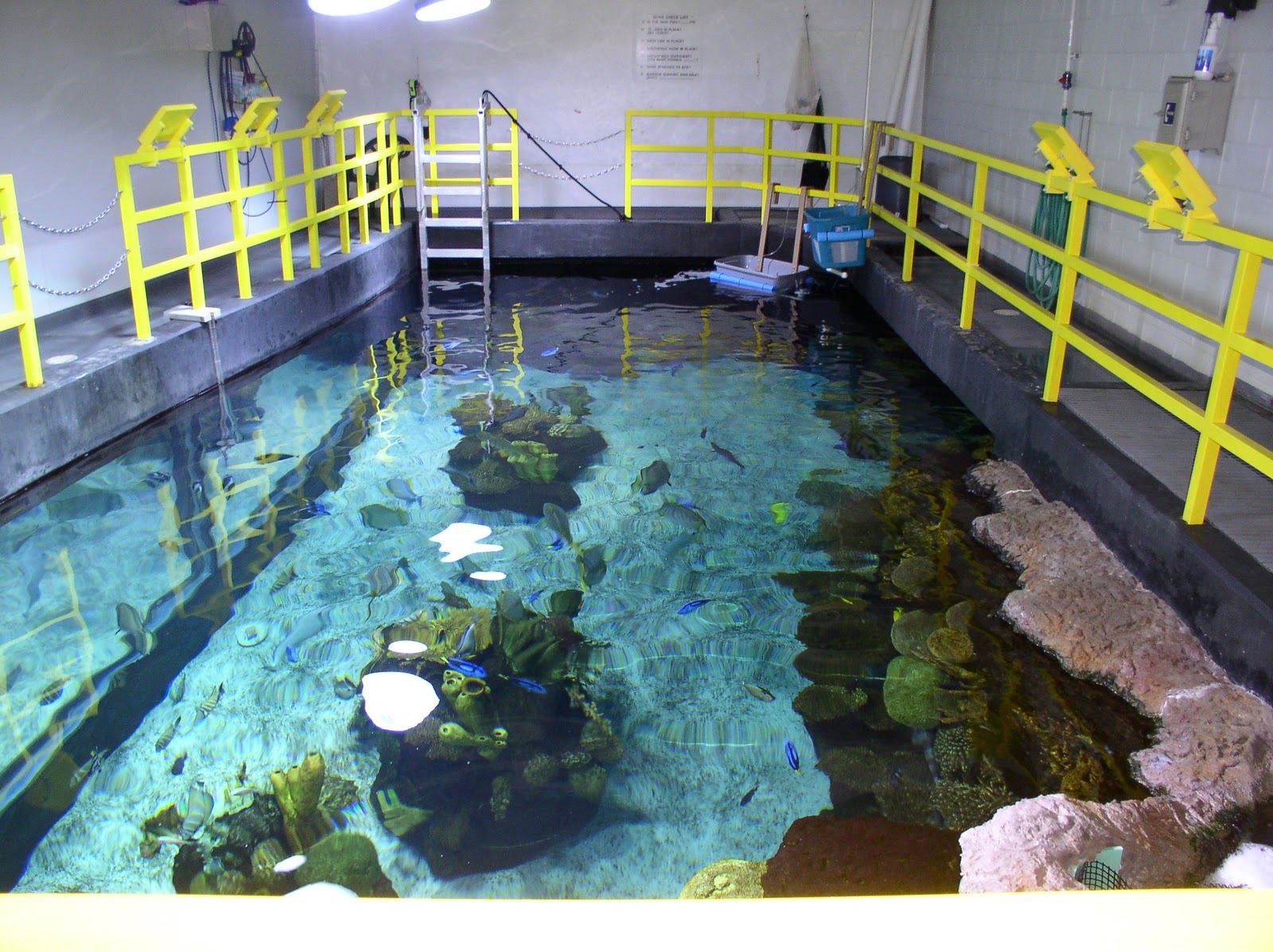 Eggs and Larvae from Public Zoos and Aquariums Rising Tide Conservation