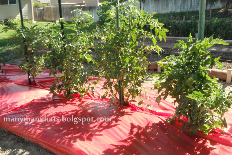 Many Many Hats Red plastic for tomatoes