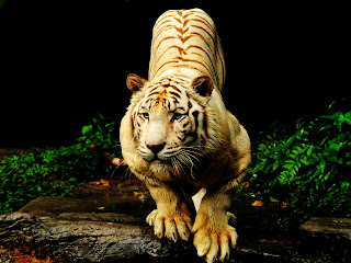 Tiger Ready to Attack in Jungle HD Wallpaper