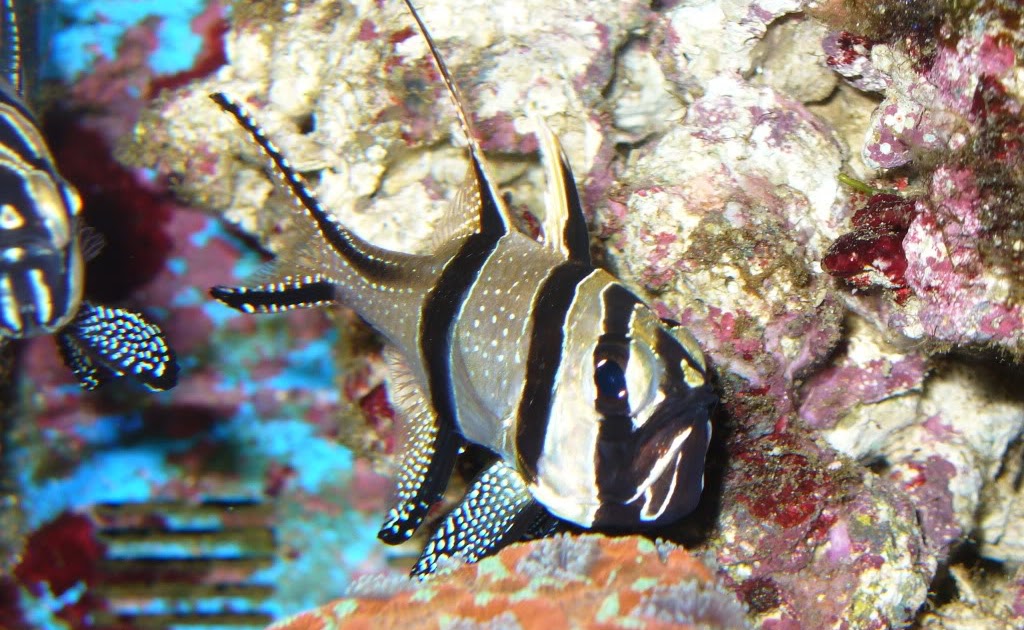 Top 5 starter marine fish: Top 5 starter marine fish