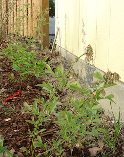 three blueberry bushes
