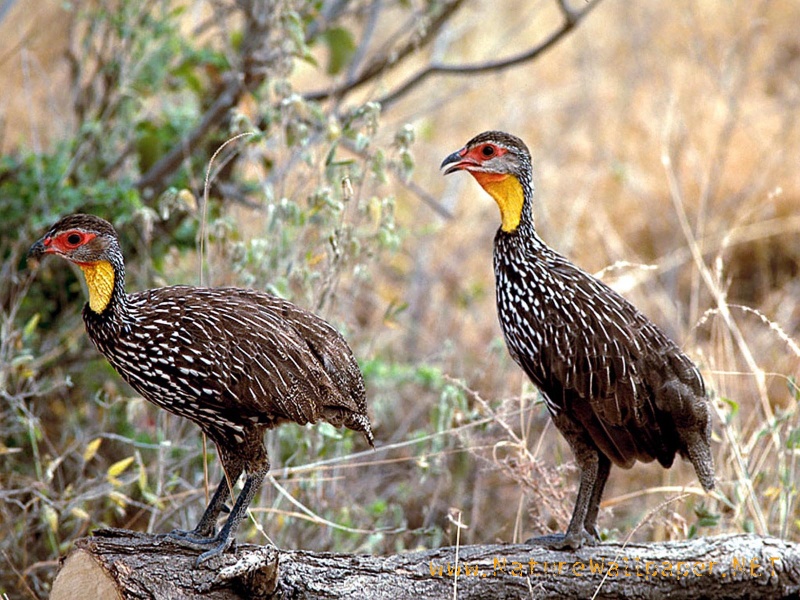 Chicken Wildlife Wallpaper wildlife wallpaper border. Chicken Wildlife Wallpaper