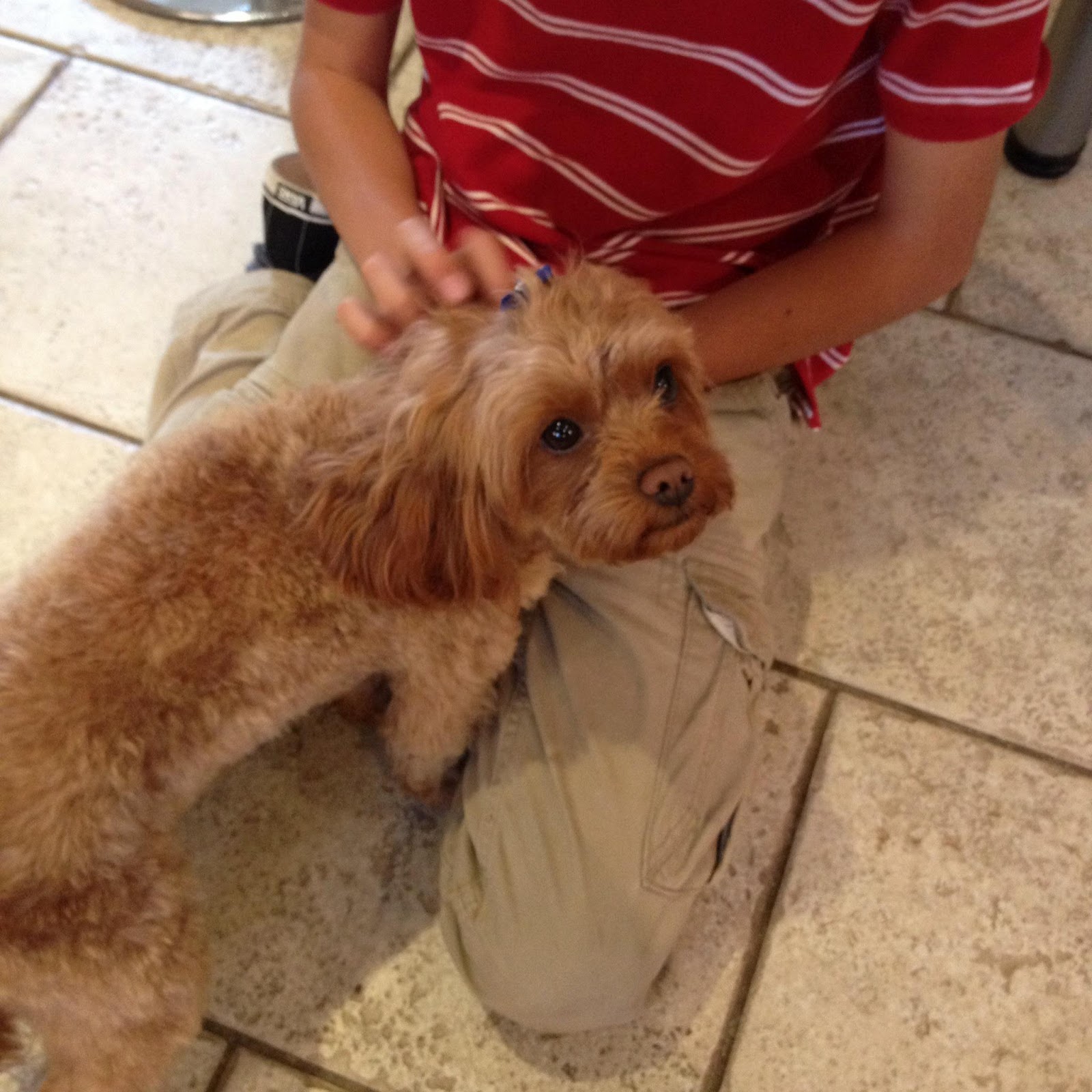Cavapoo+Haircut Cavapoo Haircut http://alpoochinogrooming.blogspot.com/2012/06/bronte ...
