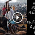 As A Religious Festival 5000 Buffalo Slaughtered In Nepal