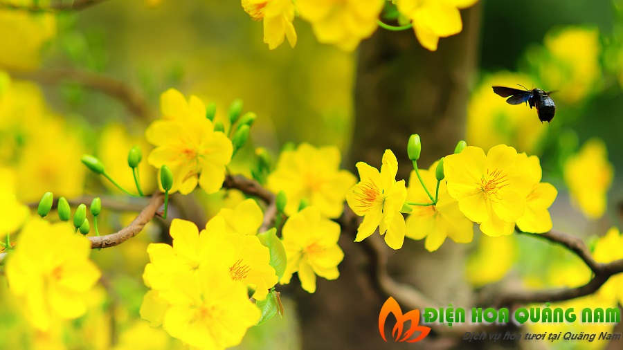 [Image: Nhung-loai-hoa-nen-chung-trong-nha-ngay-tet-1.jpg]