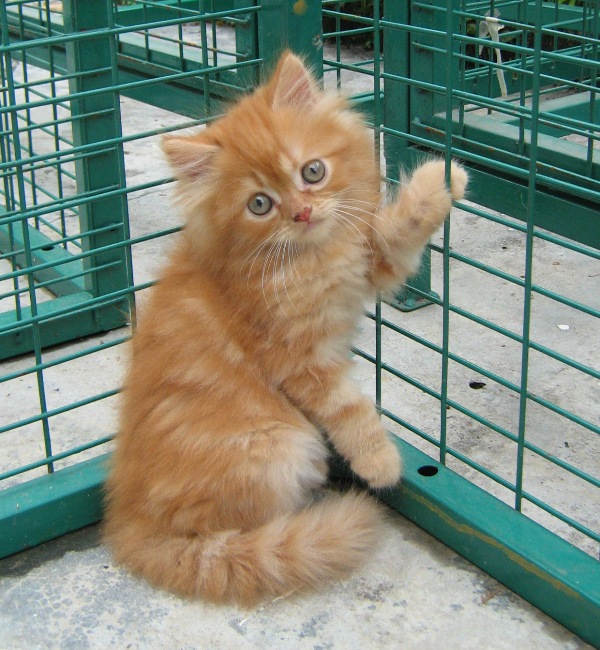 Orange Persian Kitten