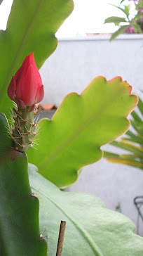 Muda de cactus orquídea c/botões
