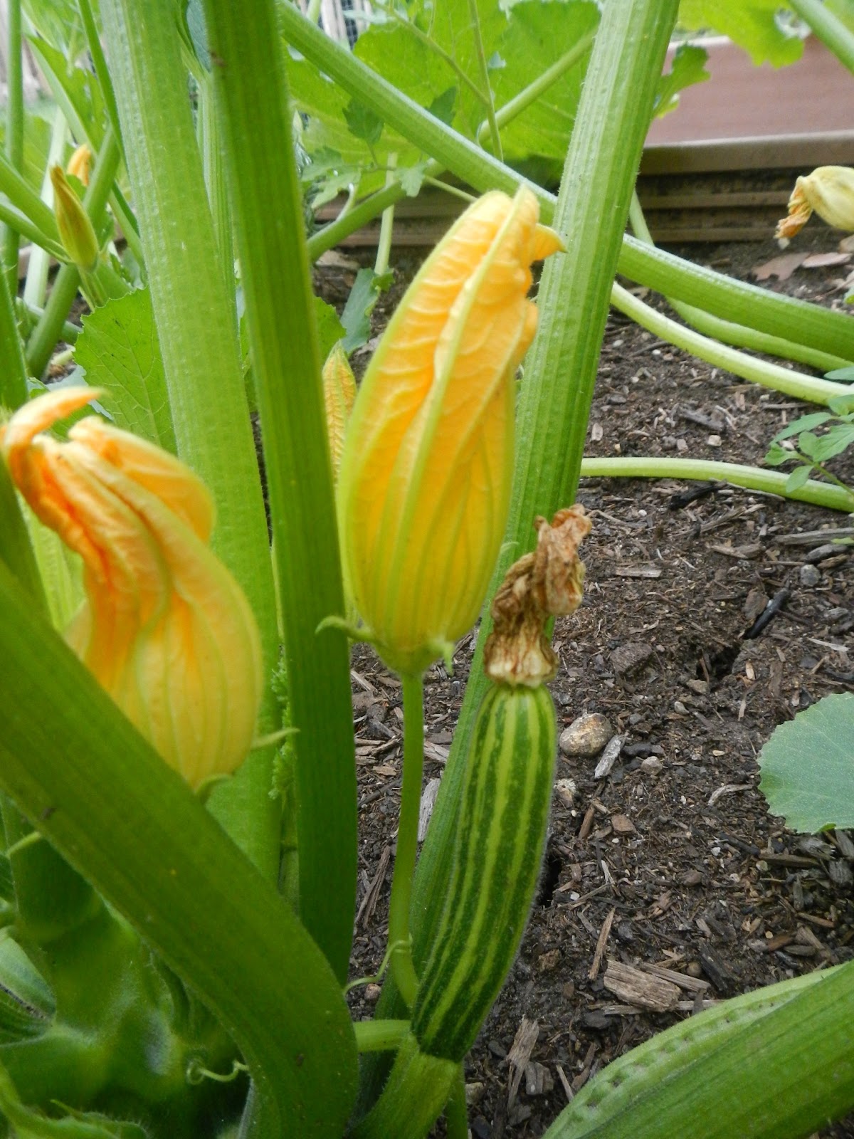 From Scratch Fried Zucchini Blossoms