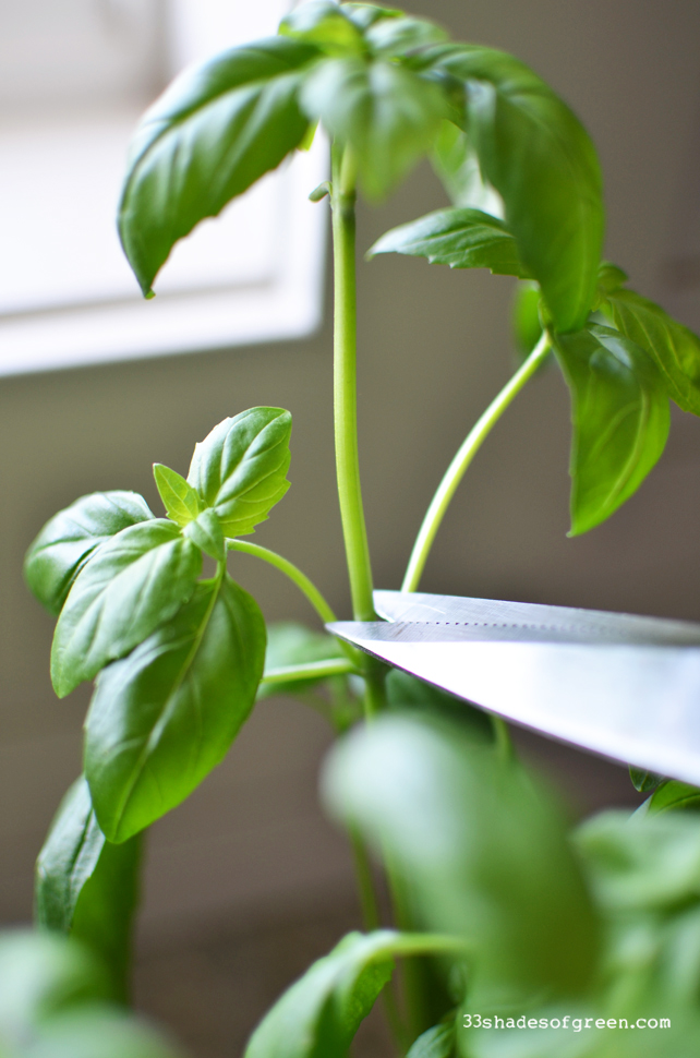 33 Shades of Green How to Propagate Basil