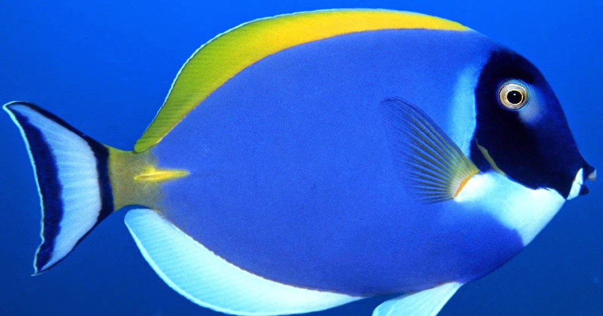 Wallpapers Million Free Visitors: Blue Fish