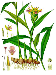 Botanical Print Ginger Plant