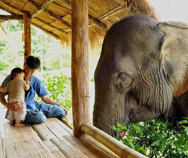 Thailand Elephant Sanctuary | Santuário de Elefantes, Thailand Thailand Elephant Sanctuary | Santuário de Elefantes, Thailand