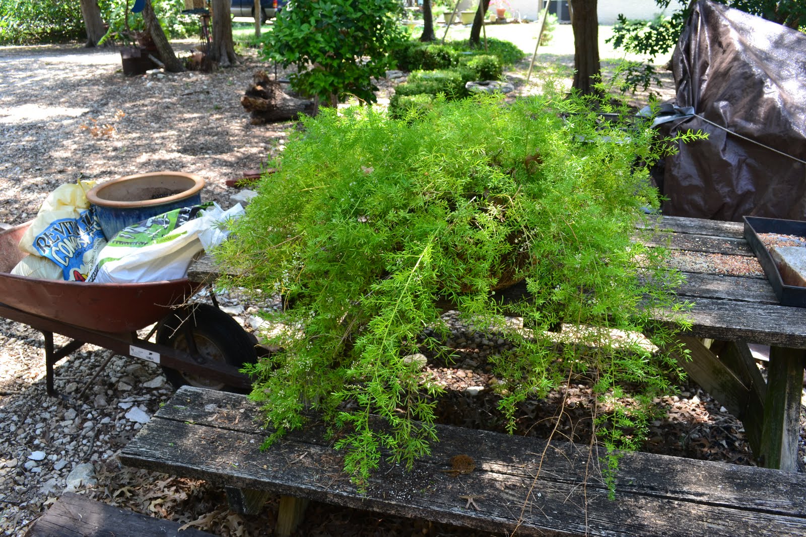 A Southwest Gardener's Journal Repotting 101Asparagus Fern