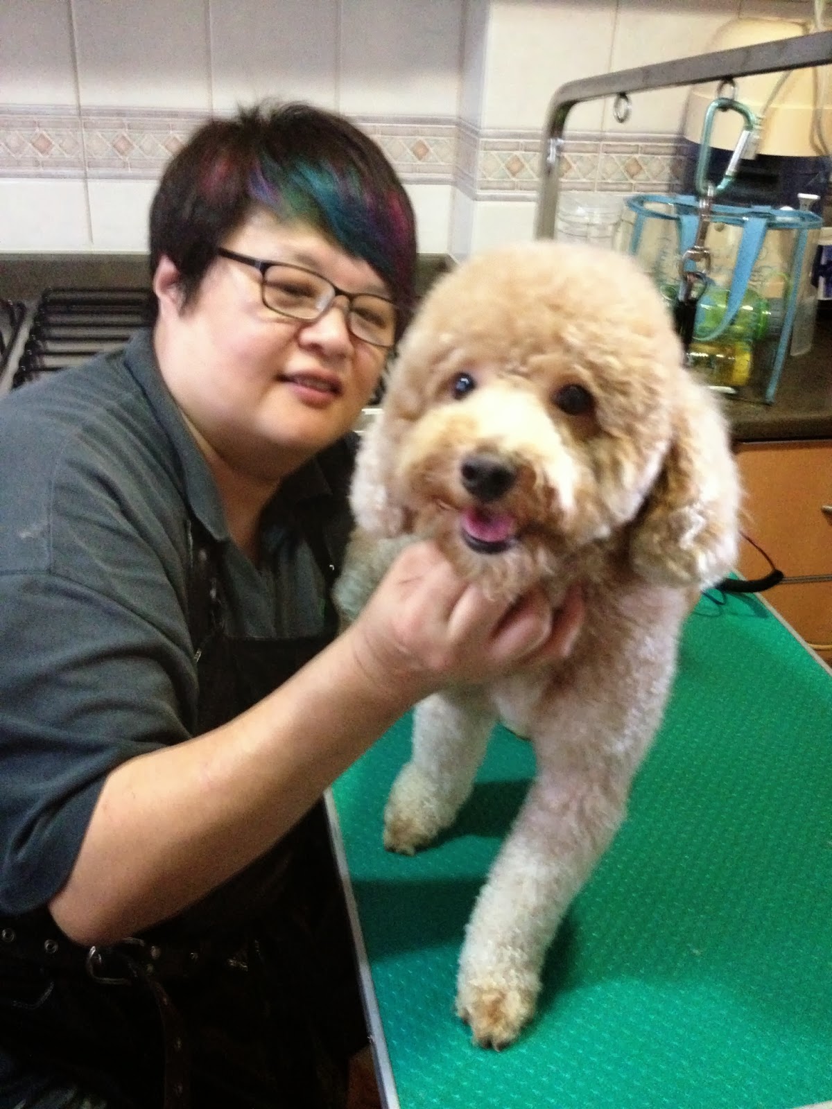 Pet Grooming using Scissoring skill to style a Toy Poodle Mobile Dog