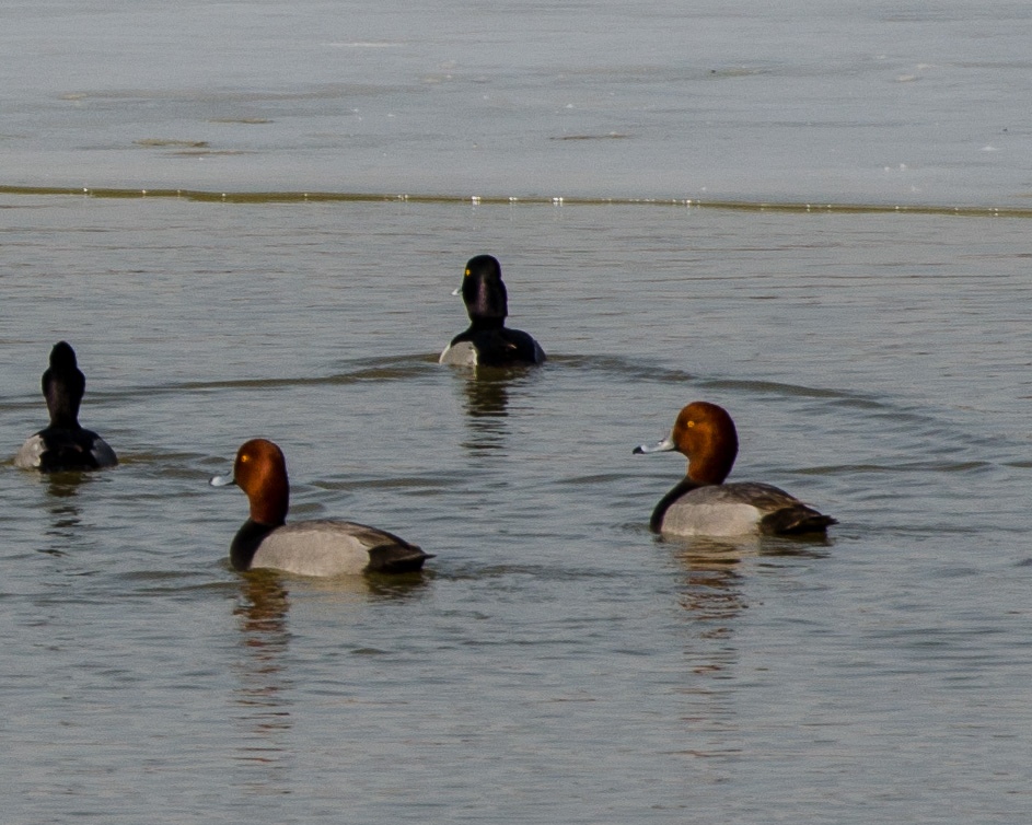 On the Subject of Nature Lake Erie Birding Trip