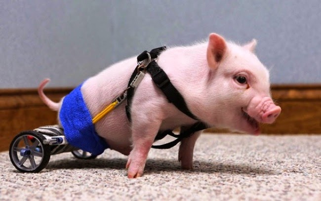 #1. An adorable piglet was born without being able to use his back legs. Someone made him a nifty wheelchair using some K’Nex Toys. - 24 Happy Animal Photos Made Possible By The People Who Saved Them. #1. An adorable piglet was born without being able to use his back legs. Someone made him a nifty wheelchair using some K’Nex Toys. - 24 Happy Animal Photos Made Possible By The People Who Saved Them.