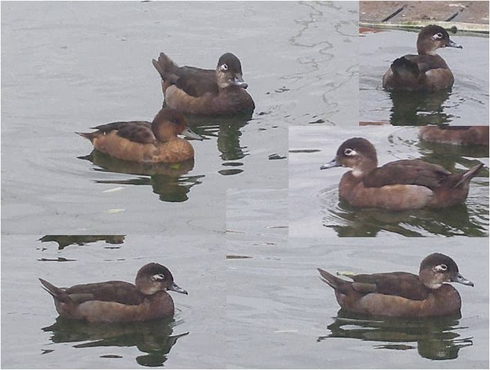 Bird Hybrids Wood Duck x Greater Scaup