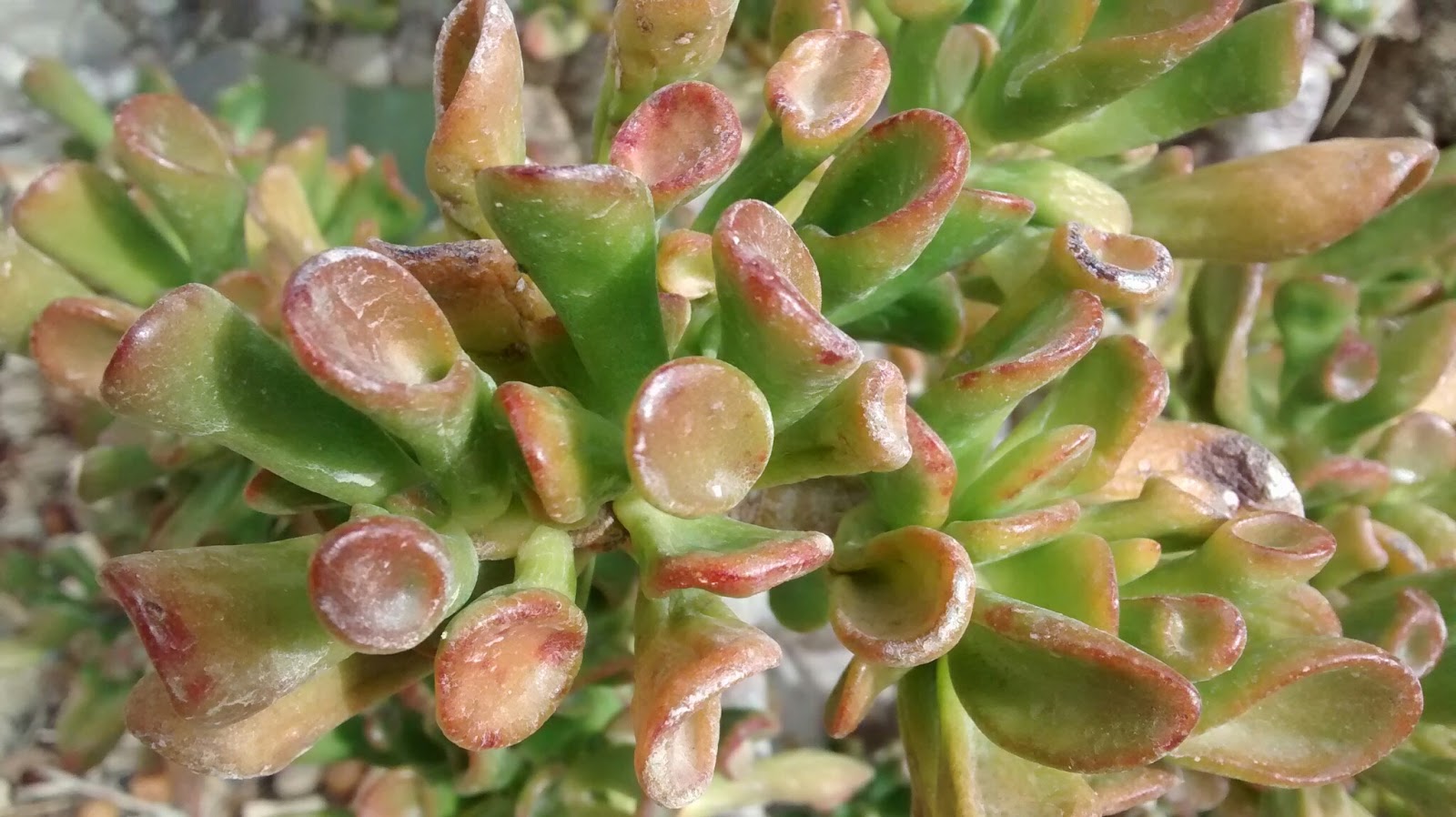 El único entre las plantas de jade, Gollum que tiene hojas verdes El único entre las plantas de jade, Gollum que tiene hojas verdes