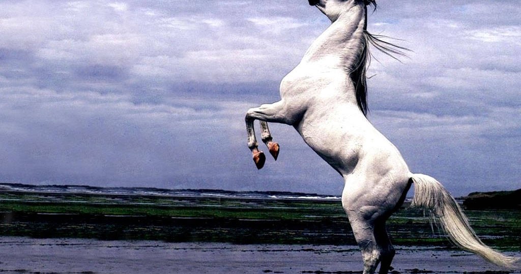 White Arabian Stallion Horse Stand Up Okay Wallpaper