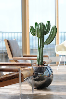 Planta protagonista del mes de Junio: Cactus ~ Jardinería y Paisajismo