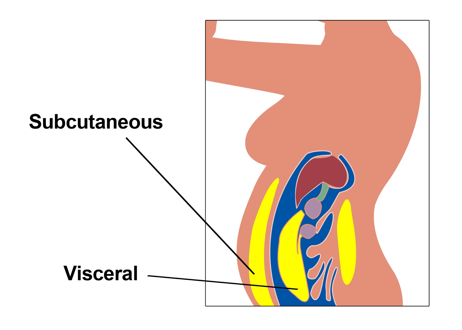 body fat percentage reduction body fat percentage reduction