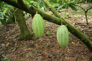 Cacao Pods Growing on a tree