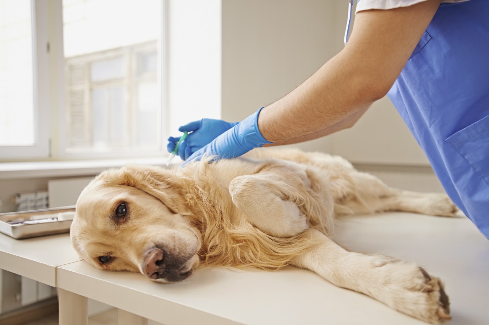 One Injection Put A Dog To Sleep One Injection Put A Dog To Sleep