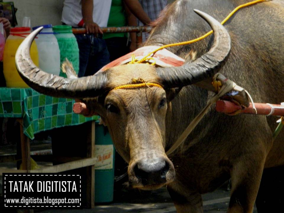 Bayanihan Republic: Wowed by the Carabaos! -- The Pulilan Carabao Festival