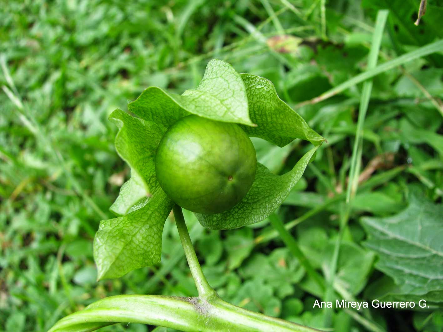 Ecuador personajes y especies (Galápagos y Continente) Flora de Quito