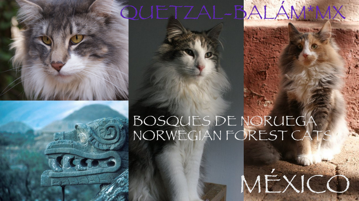 Quetzal-Balám*MX