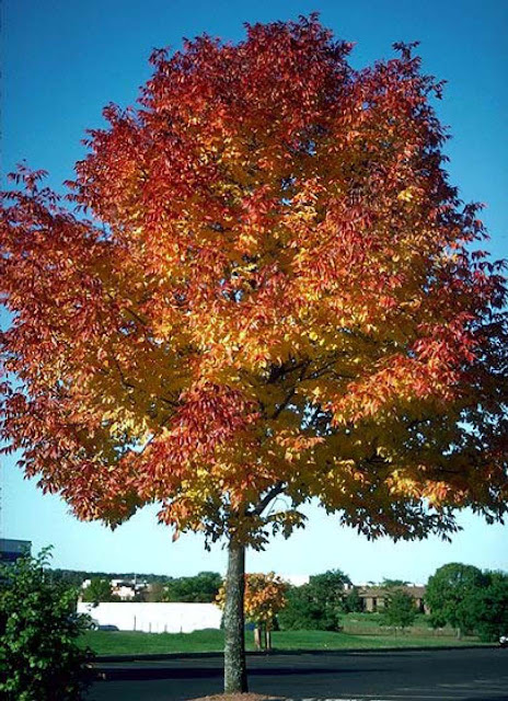 tree with purple leaves tree with purple leaves