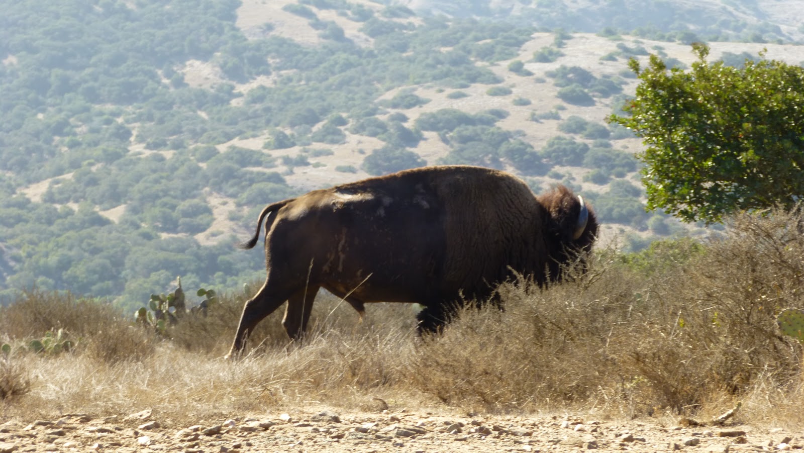 catalina buffalo