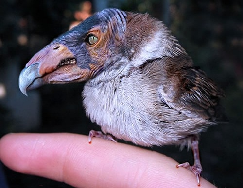 ugly birds funny animals ugly birds funny animals