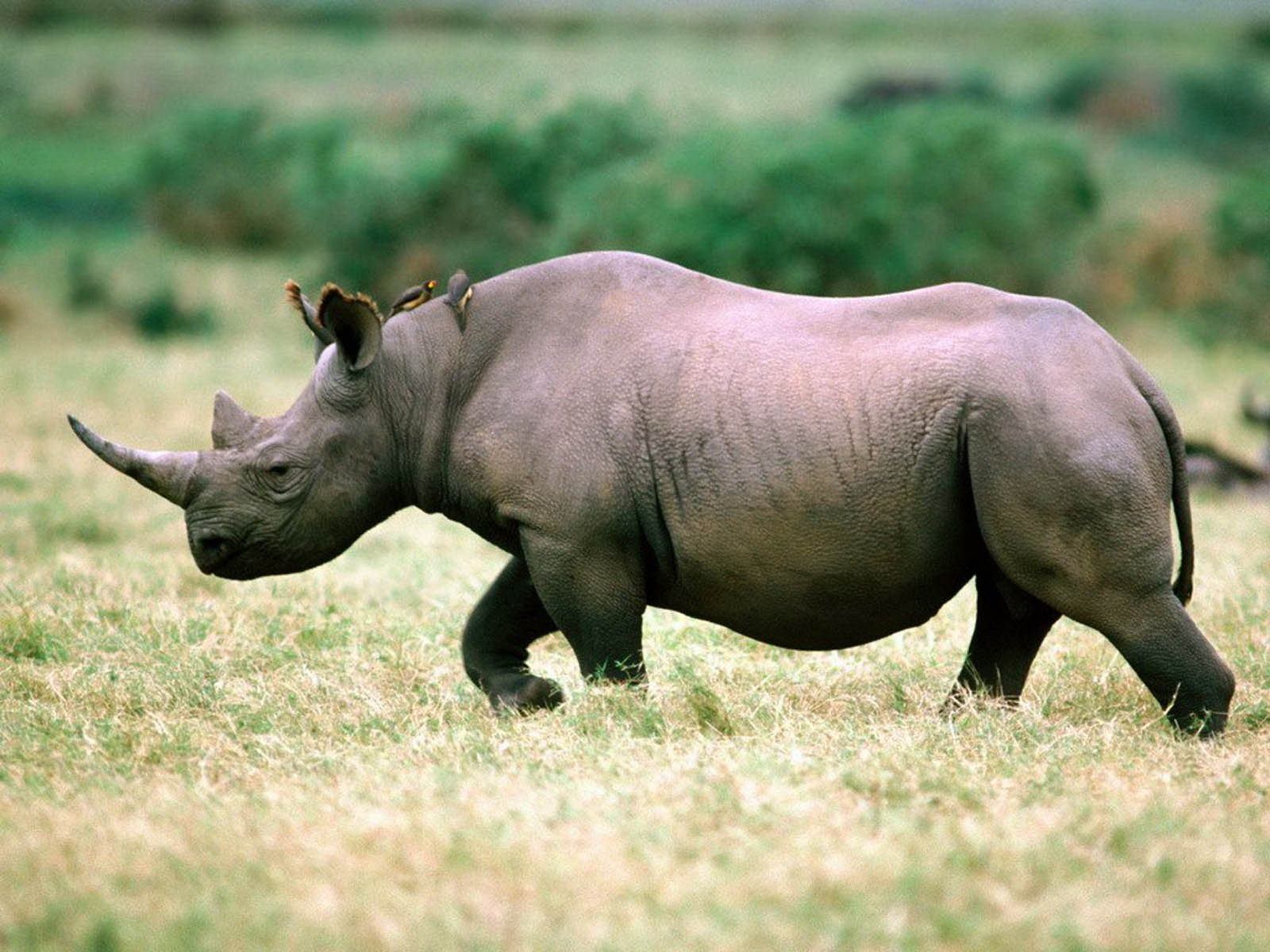 wallpapers: Rhinoceros Wallpapers