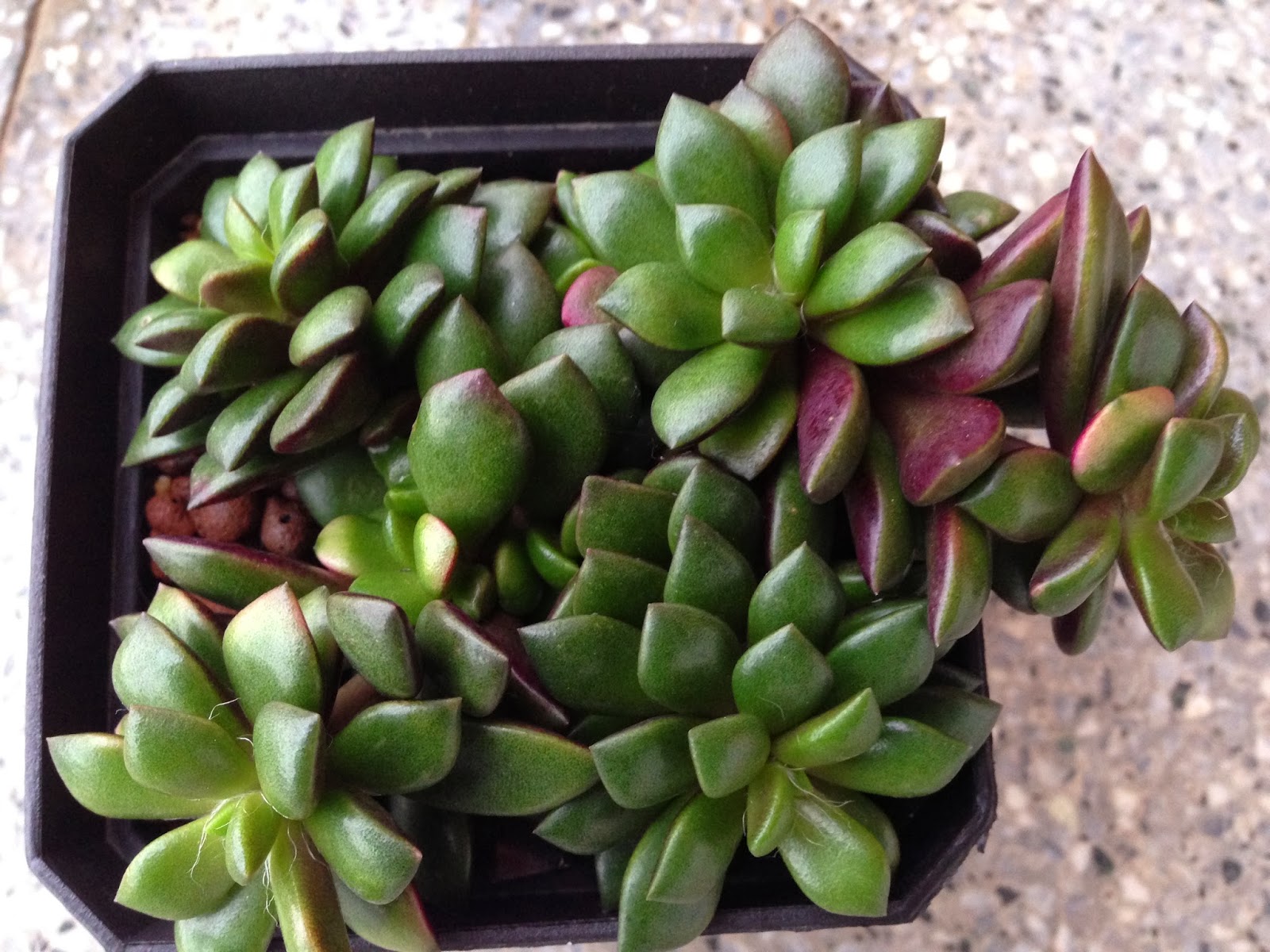 最も優遇 多肉植物 紫麗殿錦♡小苗 植物/観葉植物 - education.semel