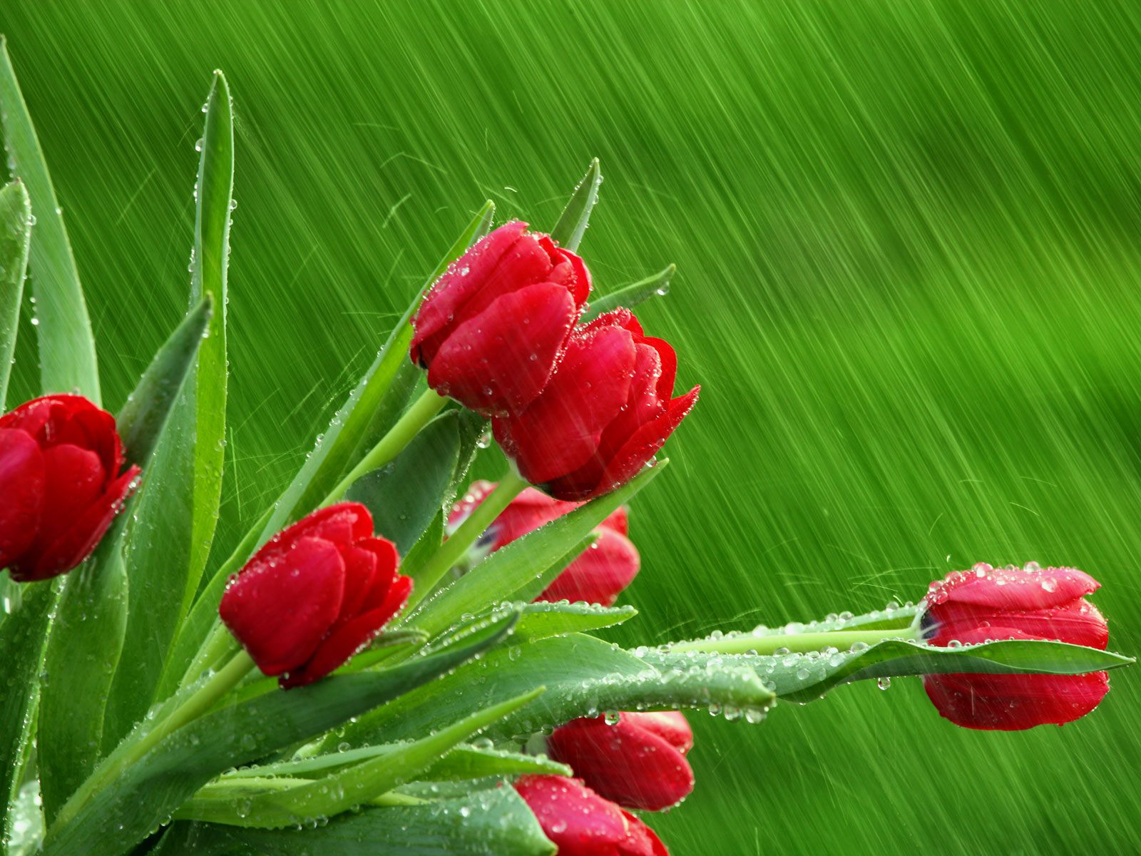 http://4.bp.blogspot.com/-ZJED-SCTLvs/TePrJYJLetI/AAAAAAAAAHQ/dj-gSkTqyaw/s1600/Red%20Tulips%20in%20the%20Rain%20HD%20flowers%20Wallpaper.jpg