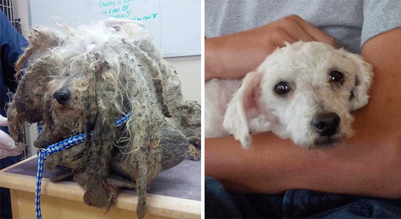 Shrek - 16 Before-and-After Photos Of Rescued Dogs Shrek - 16 Before-and-After Photos Of Rescued Dogs