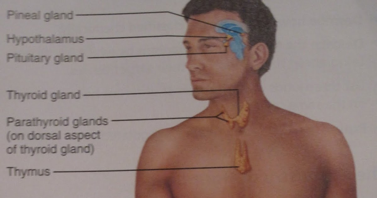 Anatomy and Physiology 2 Eportfolio: The Endocrine System & It's Hormones