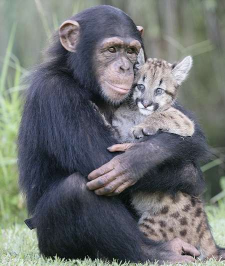Il Pianeta è di tutti!!! - Pagina 10 Animali+misti+Mamma-scimpanze-coccole-puma
