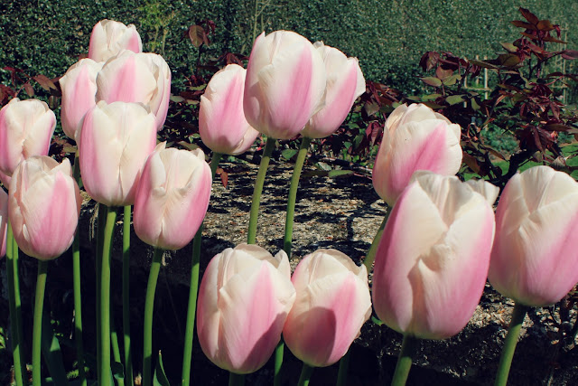 Coton Manor Gardens Coton Manor Gardens